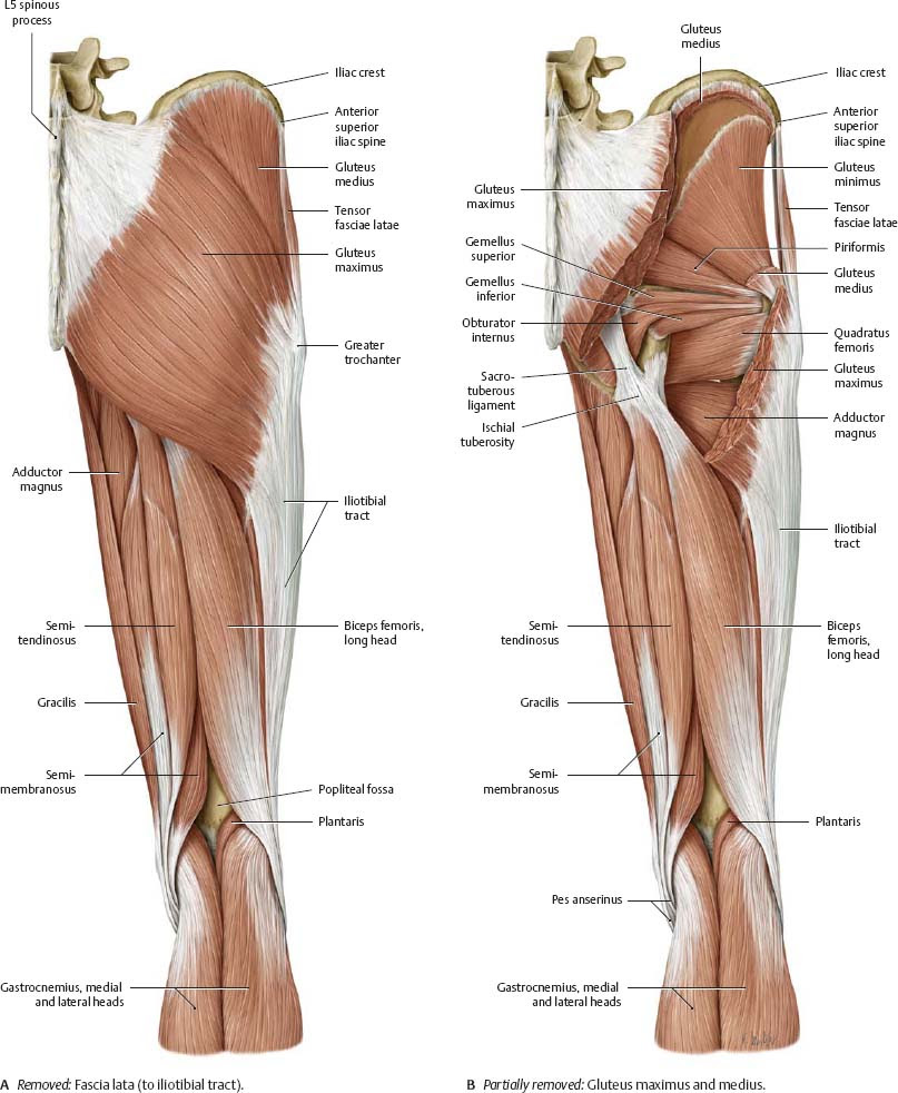 Hip & Thigh - Atlas of Anatomy