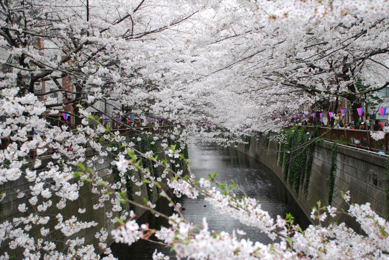 Bunga Sakura 3 Sehyunie