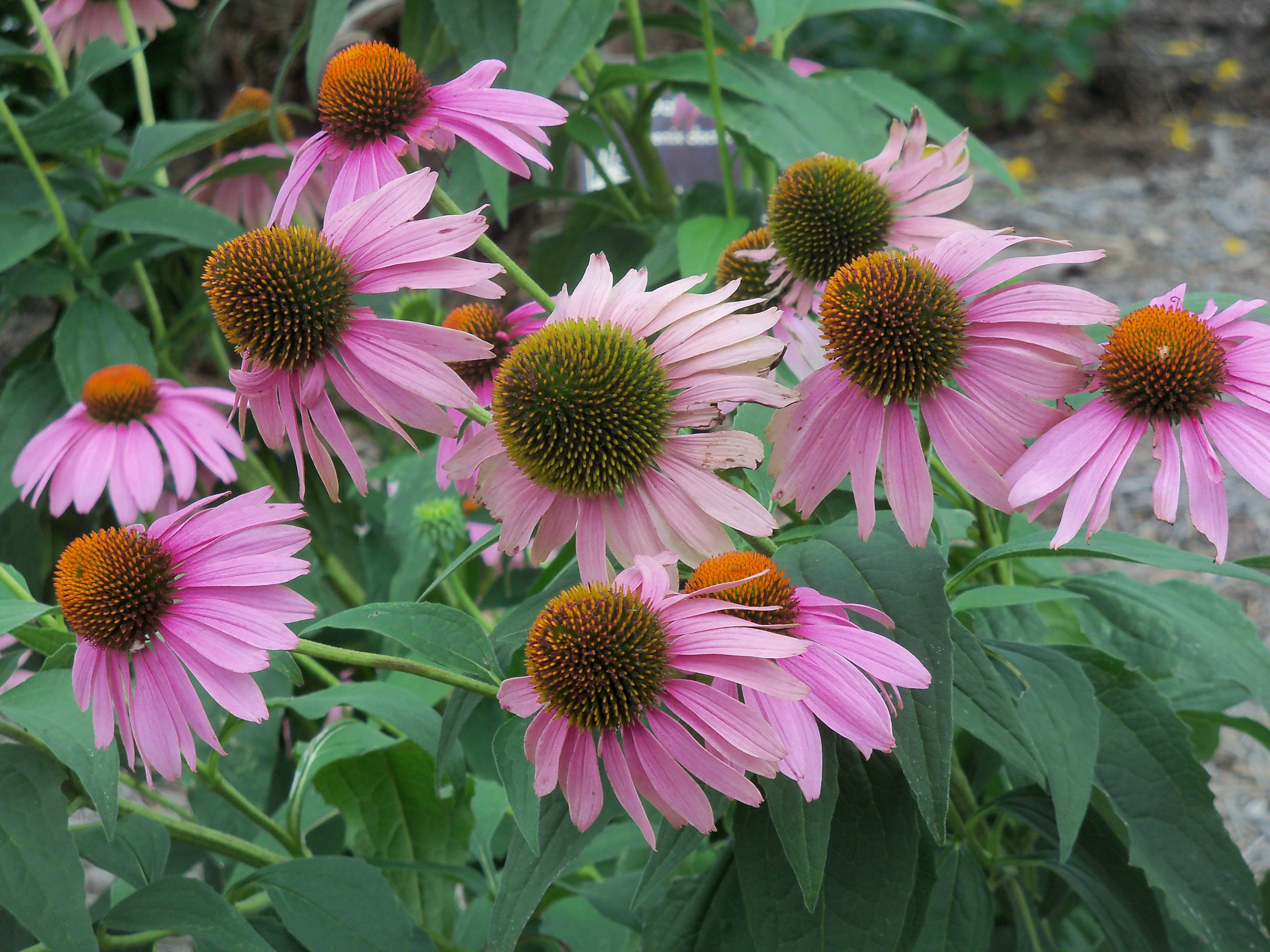 Echinacea flowers in Savannah, Georgia | Georgia Flowers ...