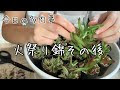 √99以上 多肉植物 火祭り 寄せ植え 342934-多肉植物 火祭り 寄せ植え