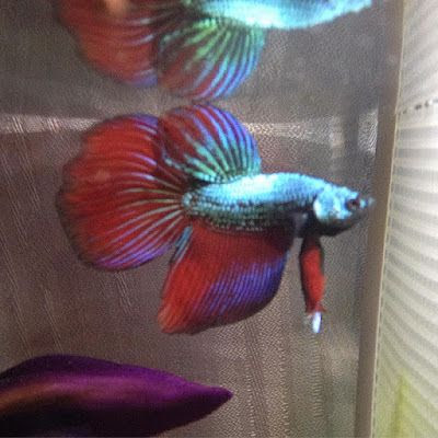 Aquarium Description