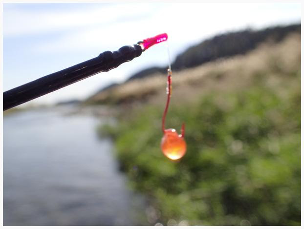 久しぶりのカジカ釣り トラウト ブルー