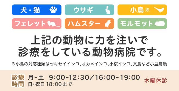 抗生剤の点眼薬 川崎市多摩区 オダガワ動物病院