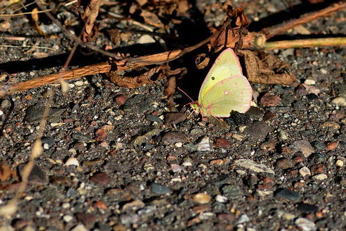 Clouded Sulphur DSC_2264
