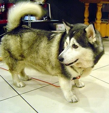 Why The Corgi Husky Mix Is So Much More Than A Compact Husky