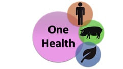 One Health concept interrelationship between human, animal and environment