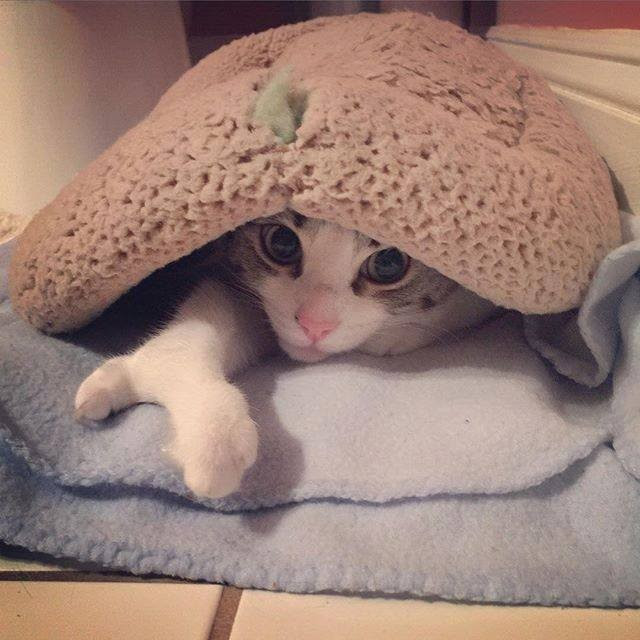 海外 感動 インスタで大人気のハサミみたいな手を持つ猫のロブスターくん 飼い主さんとの素敵な出逢いの秘話をご紹介 猫の総合情報サイト ペットスマイルニュースforネコちゃん