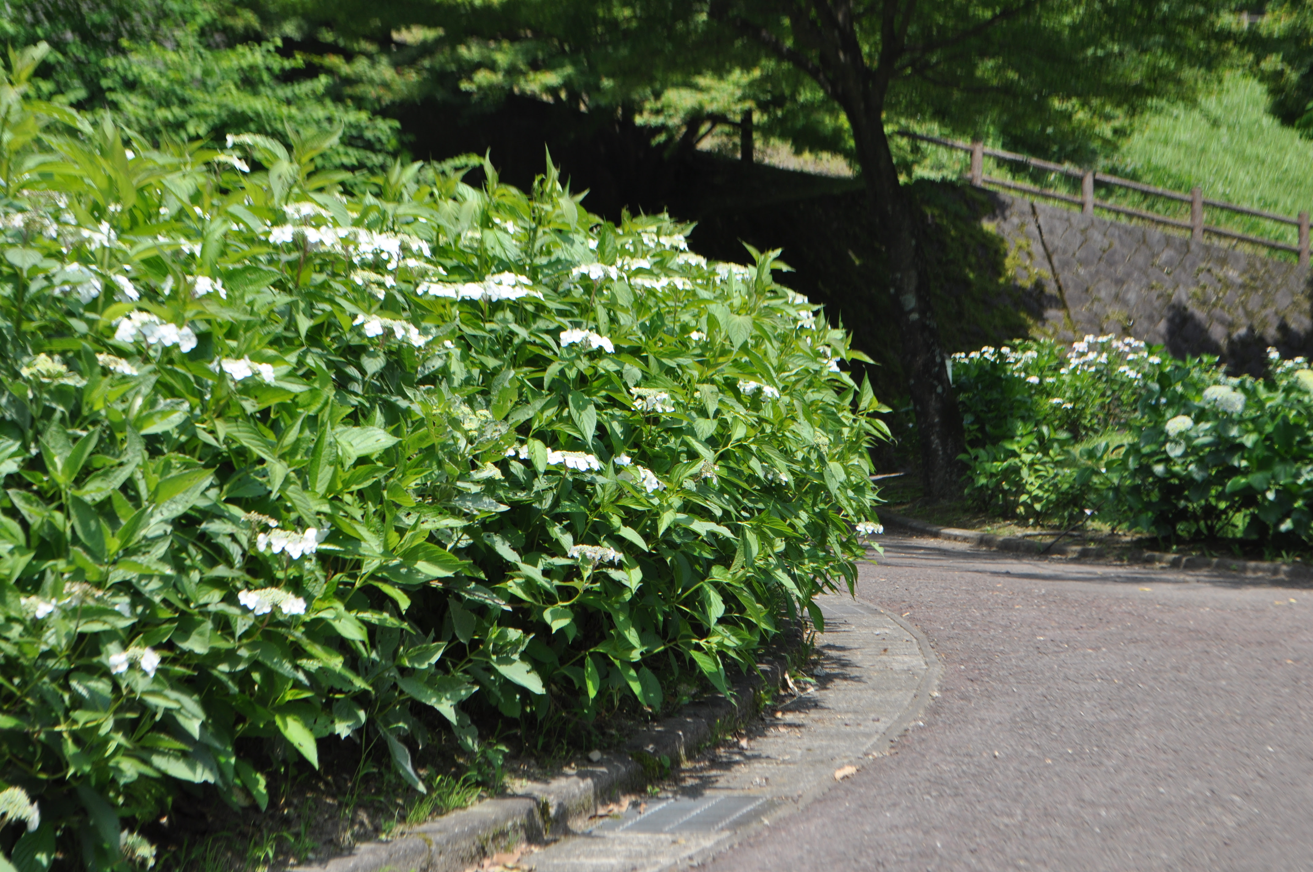 紫陽花 あじさい 情報 かごしま健康の森公園 公益財団法人 鹿児島市公園公社