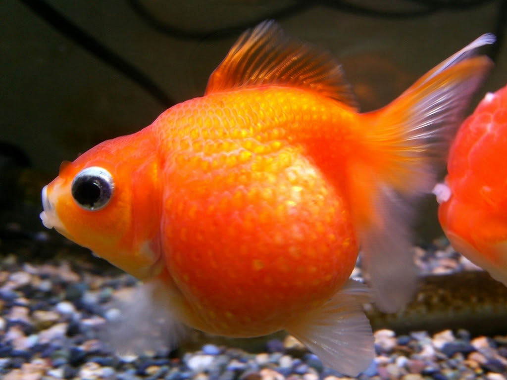 ピンポンパールという金魚 ぱらのからの From Parano