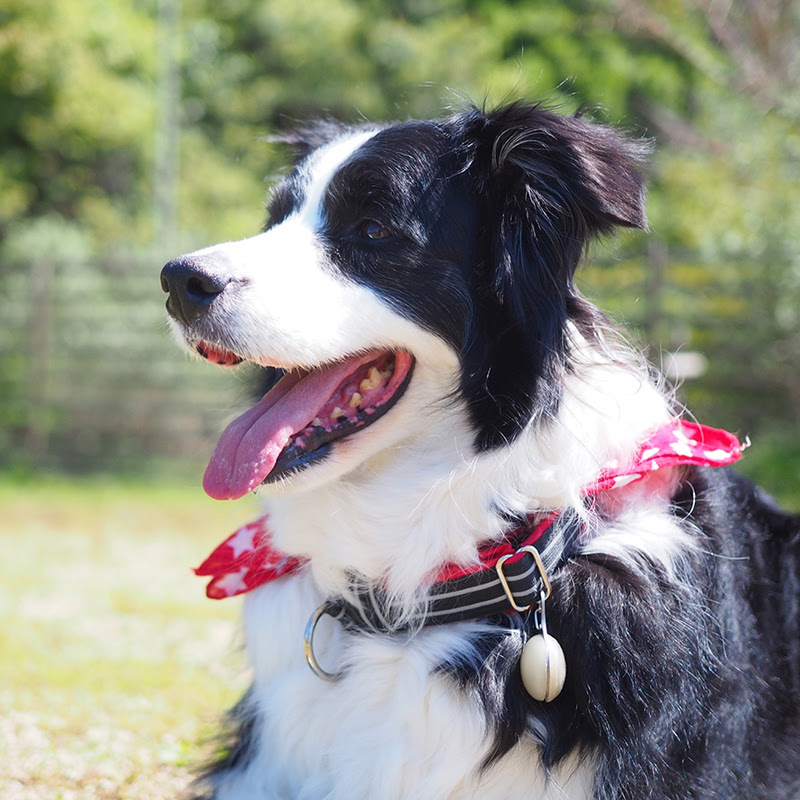 やんちゃでかわいいボーダーコリーの子犬 賢いからこそしつけが大事