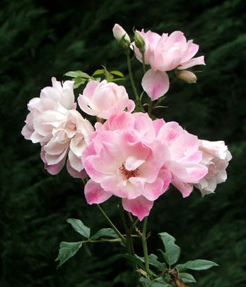 rose flower garden wallpaper. is Pink+rose+flower+images