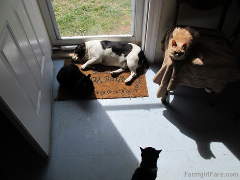 Bert and cats (5) - FarmgirlFare.com