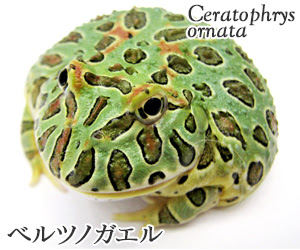 ベルツノガエル ツノガエルのブリーダーnuance 飼育 販売 Pacman Frog