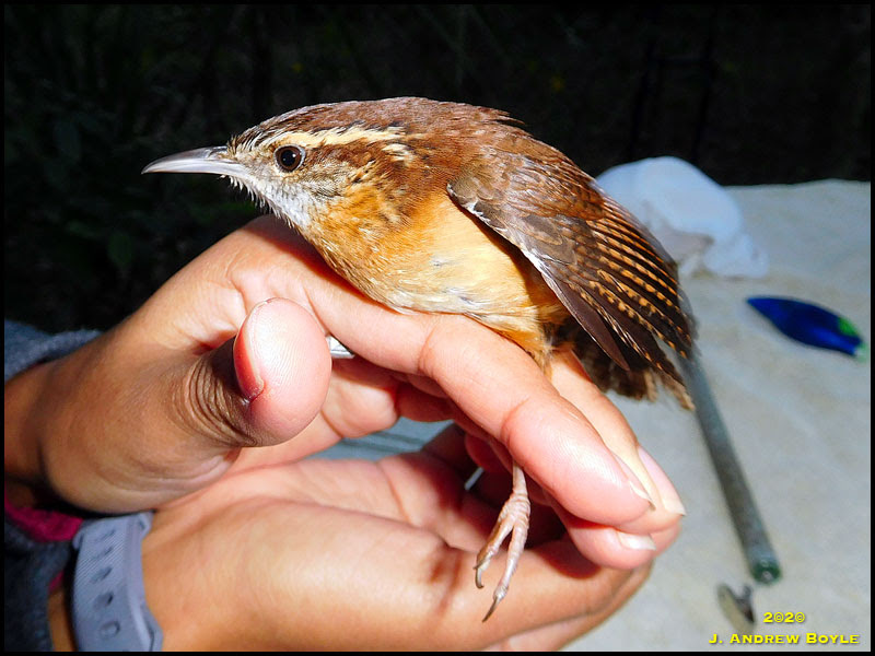 Carolina Wren