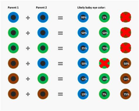  clip art baby color chart according eye colour probability calculator