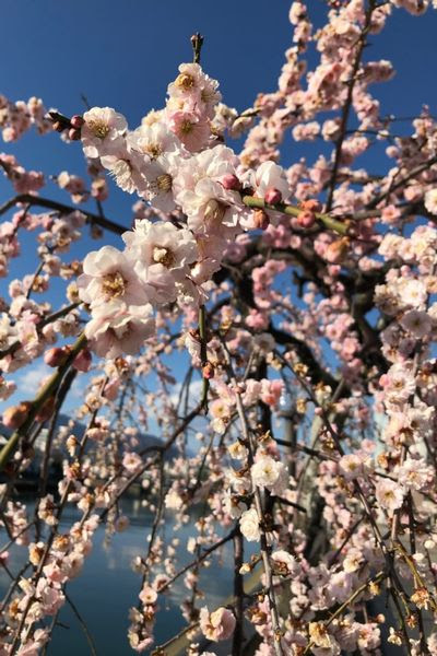 梅の花言葉は 静岡を良く知る求人広告代理店です