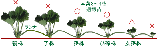 家庭菜園 イチゴの育て方