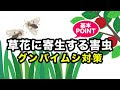 最高のコレクション ひまわり 虫食い 対策 414615-ひまわり 虫食い 対策