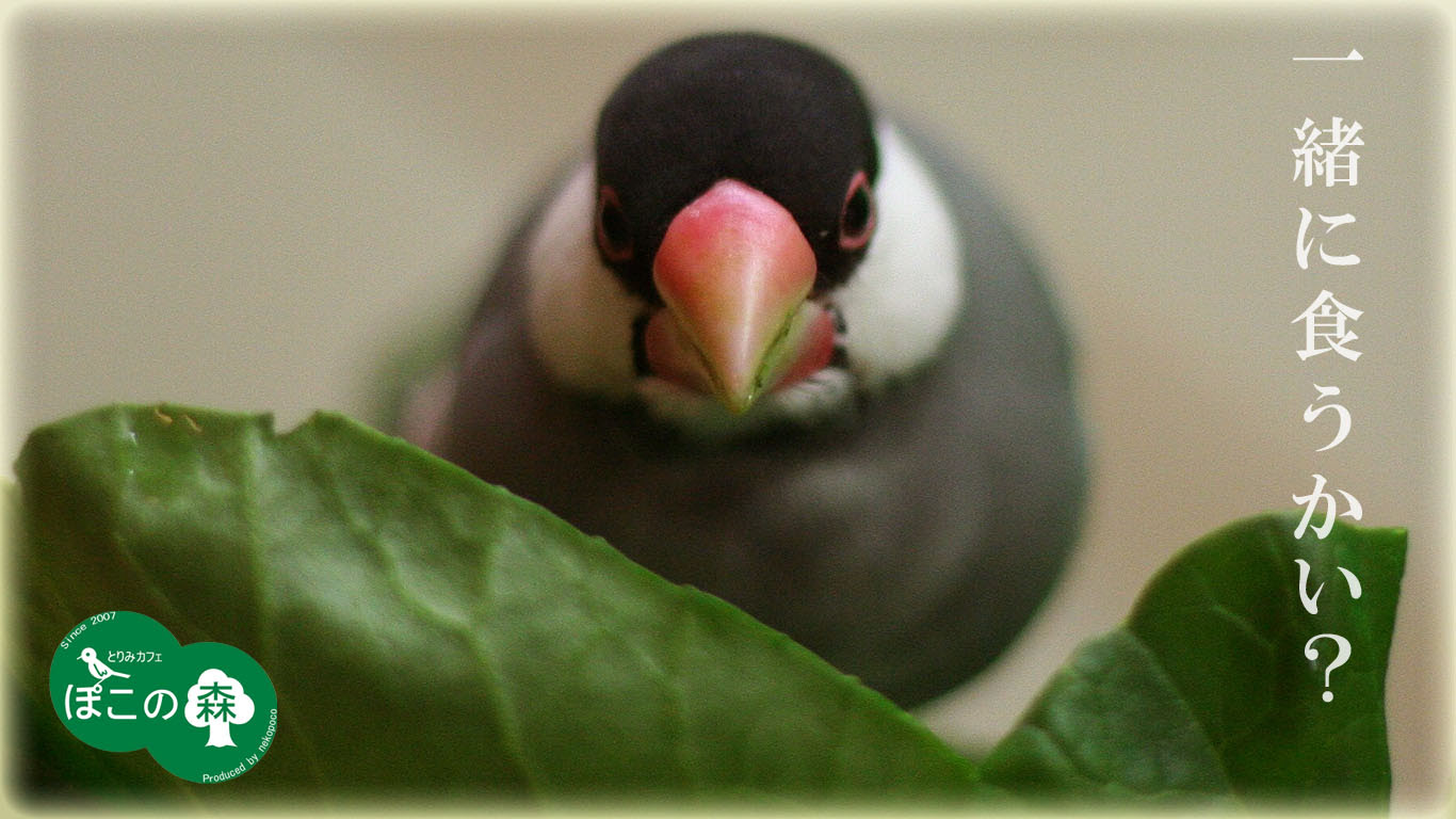 桜文鳥正面顔壁紙 ぽこの森 鳥壁紙プレゼント ようこそ とりみカフェ 鳥カフェでの出来事や鳥写真