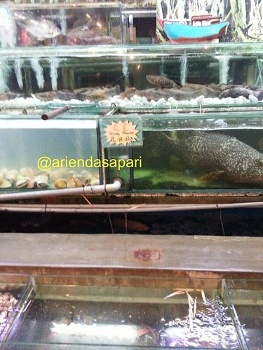 giant grupa