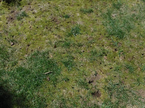 苔の除去 ラフコリー ミシェルのワンだふるらいふ