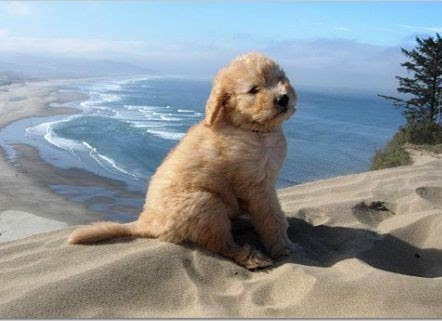 Goldendoodle Puppies For Sale Big Oak Ranch