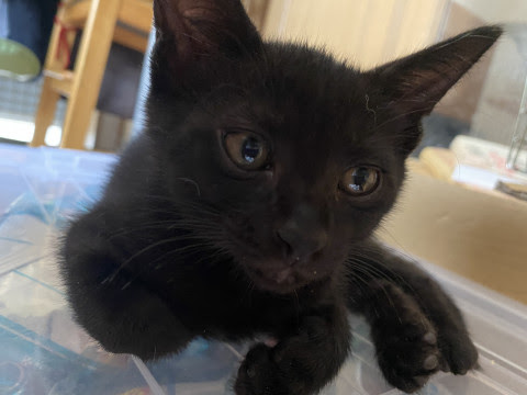 京都府 8月末不妊手術予約済み つむ 猫の里親募集 ネコジルシ