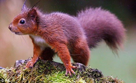 endangered animals in britain