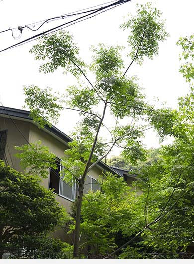 雑木林工房だより 175 陶芸教室 一風陶房