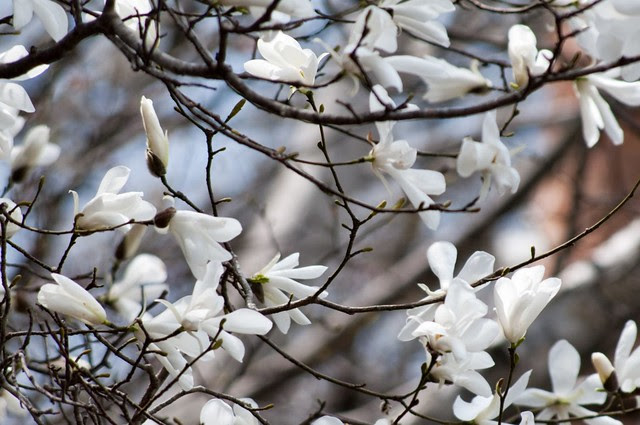 コブシの花 木崎湖畔にて