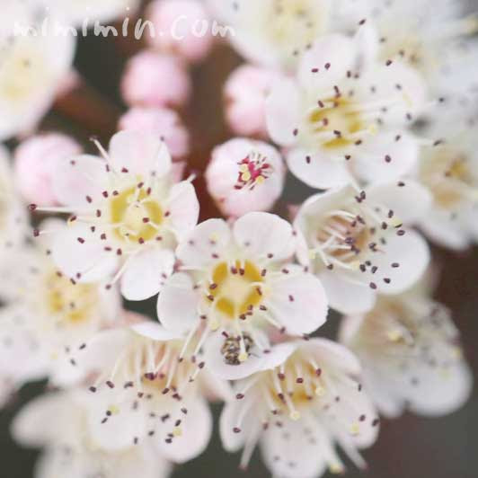 ピラカンサ トキワサンザシ ピラカンサの写真 花言葉 みみみんブログ