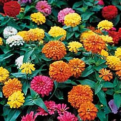 ７月２６日の誕生花は ヒャクニチソウ 366日 誕生花の辞典 誕生日の花言葉の図鑑