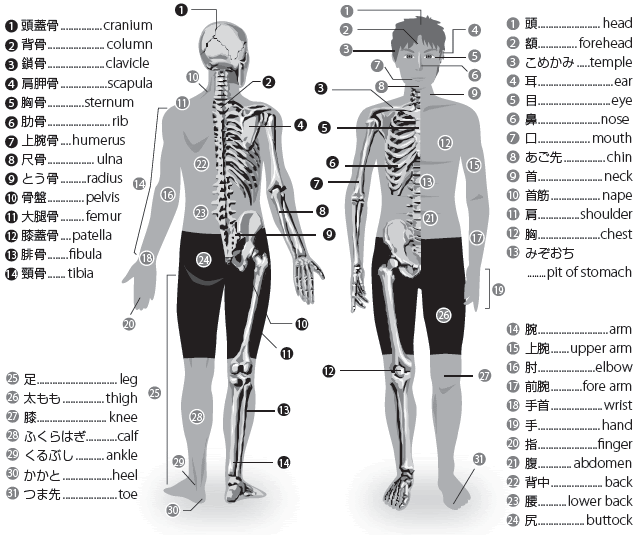 職業別電話帳 タウンページ Town Pages 生活情報 医療 保険 医療英会話 医療用語