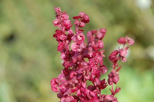 orache seeds