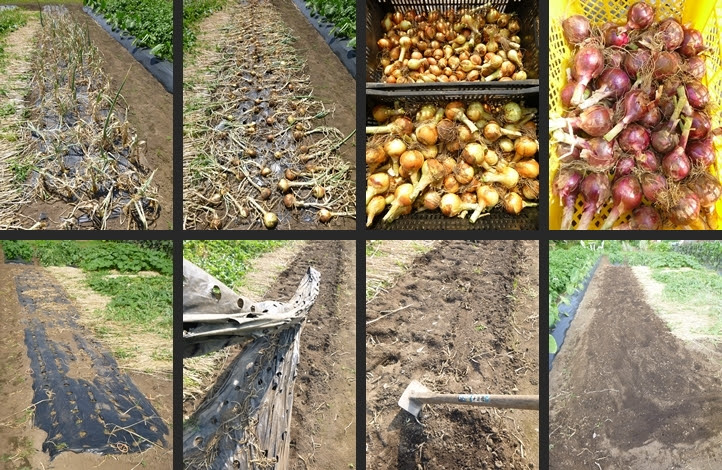 Hayakawa Garden Farm タマネギの収穫やジャガイモの試し掘り等をしました