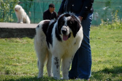 Zoo Ro Caini Din Rasa Ciobanesc De Bucovina