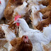 Bird-flu bans on US poultry exports persist