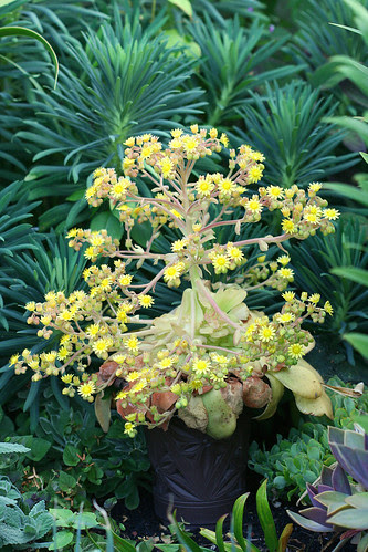 aeonium glandulosum