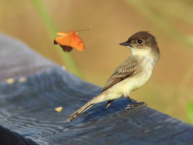 Eastern Phoebe meets male Julia 20131031