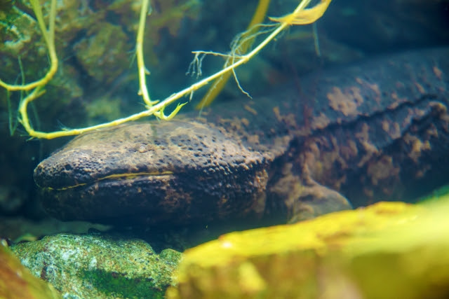 かわいい見た目の生きた化石オオサンショウウオ - Japanese Giant SalamanDer 1