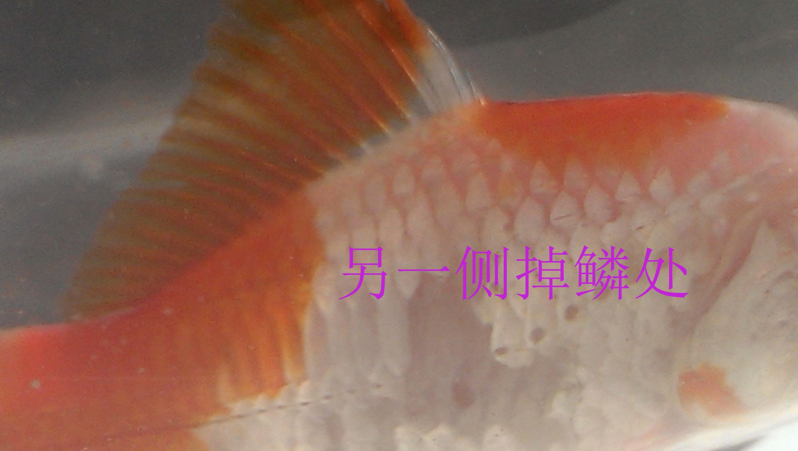 无鳞金鱼 万图壁纸网