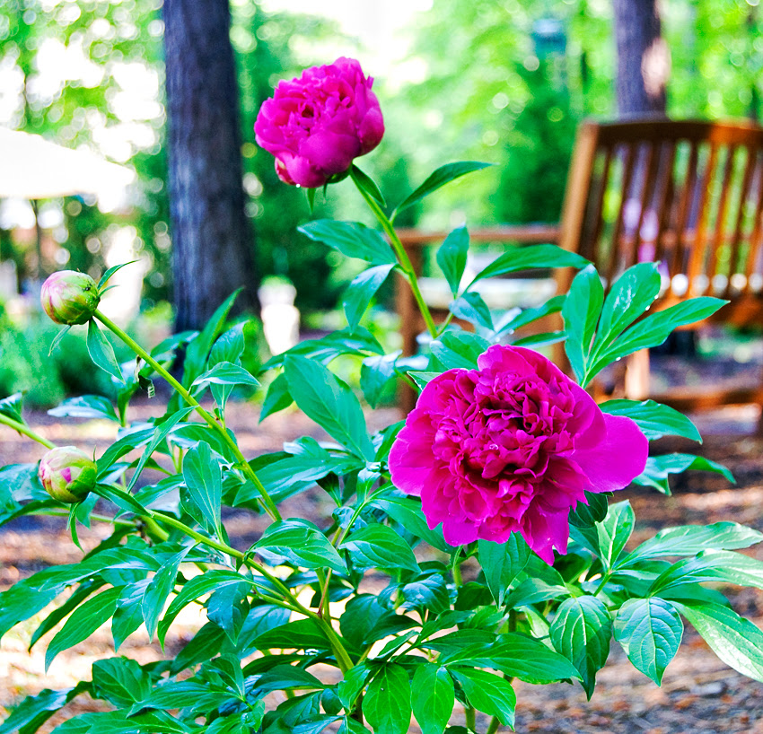 Peony Bush