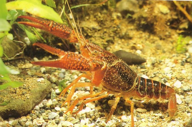 マングル 代表団 劇的 ザリガニ プラ ケース Signup Rent Jp