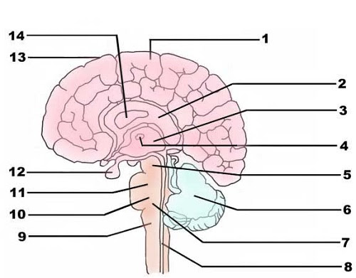 Free Printable Blank Brain, Download Free Printable Blank Brain png ...