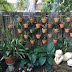 Diy Hanging Orchid Pots : 5 out of 5 stars.