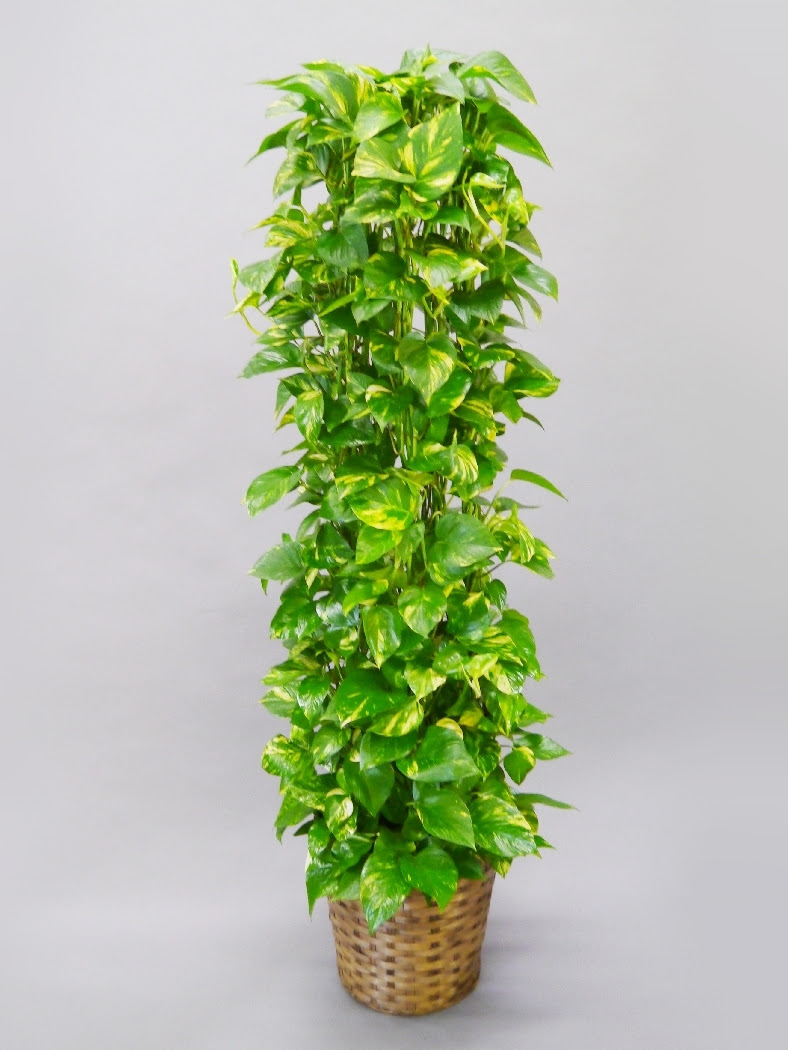 観葉植物 ポトス フローリスト花恋 お祝い花ならお任せ 即日対応 最短2時間 全国配送ok