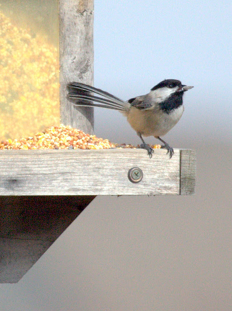Black-capped Chickadee 20130218