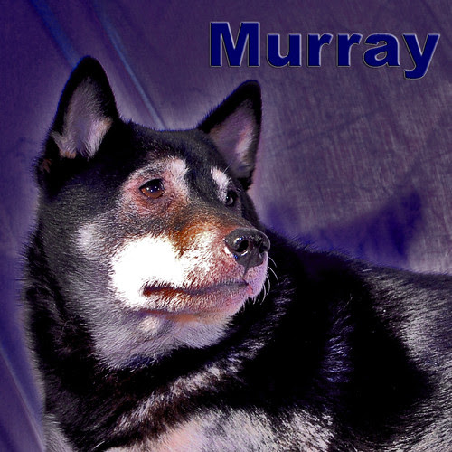 Dogs 101 Season 3, Ep. 4 "Komondor, Irish Water Spaniel, Samoyed, Shiba Inu,