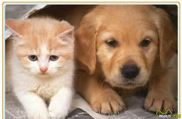 一只狗狗因失明对生活变得失望 在它生命黑暗的时候 它出现了 萌宠家儿 萌狗网移动版