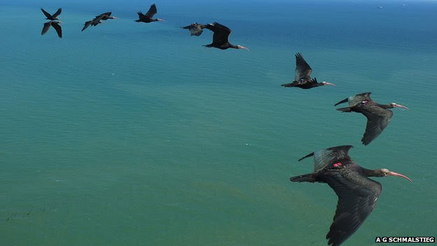 Northern bald ibises flying in formation (c) Markus Unsöld